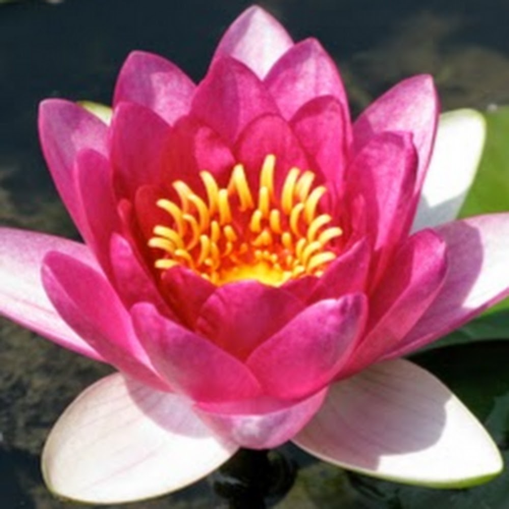 Meet your Posher, Shayna